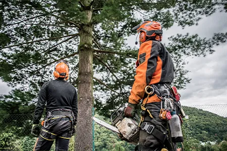 Tree Consulting Service NJ