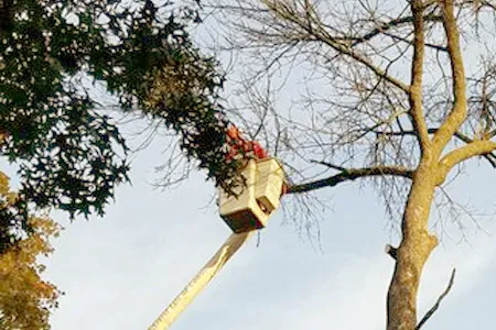 Tree Pruning Service NJ